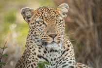 Leopard Spots WEB