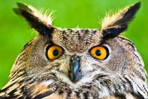 Owl--WEB